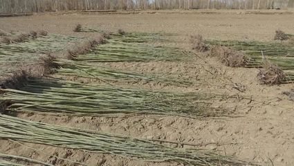 金塔县:苗木产业成为促农增收的"绿色银行"